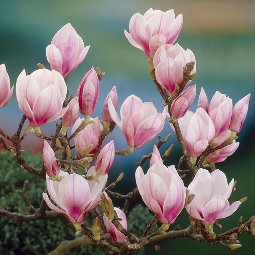 Magnolia soulangeana